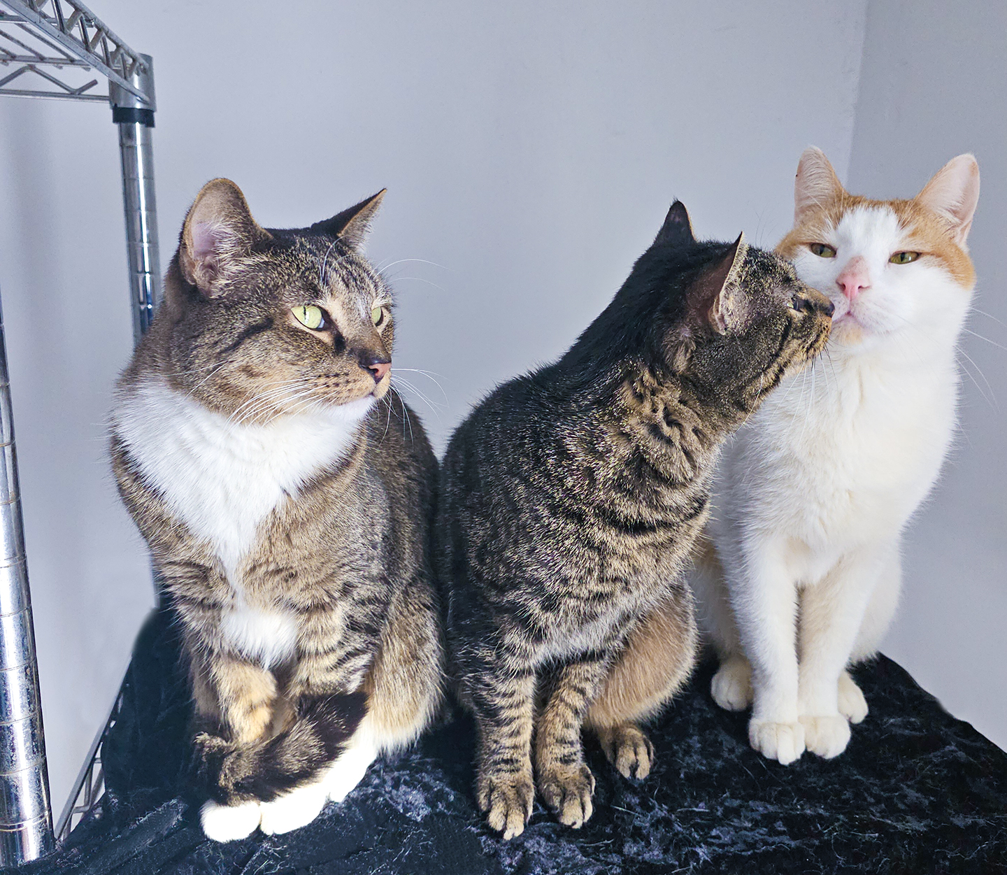  Top Cat Sanctuary cat photo